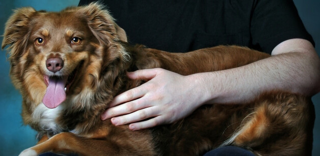 &iquest;C&oacute;mo Reiki puede ayudar a tu mascota?